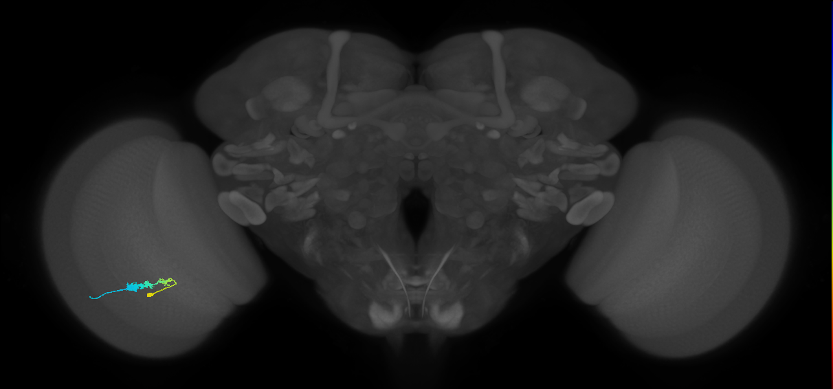 C3_L (MaleCNS:61255)