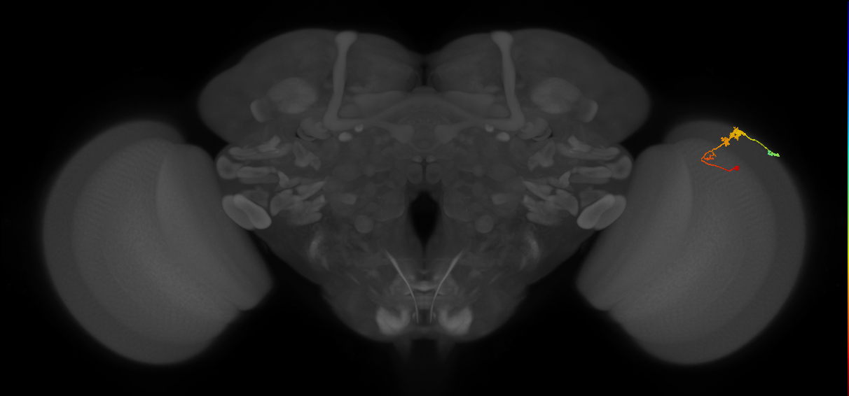 C3_R (MaleCNS:52145)
