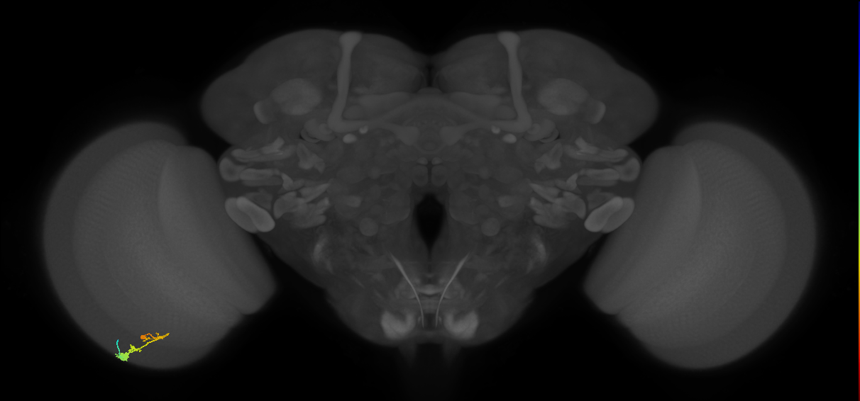 C3_L (MaleCNS:51701)