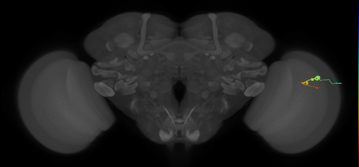 C3_R (MaleCNS:58153)