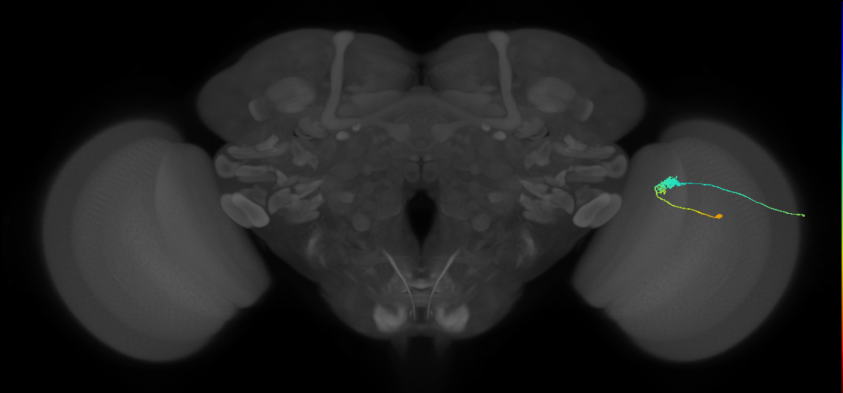 C3_R (MaleCNS:65191)