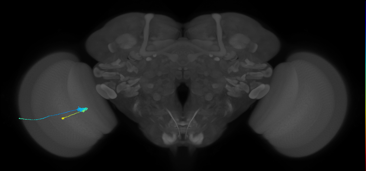 C3_L (MaleCNS:51754)