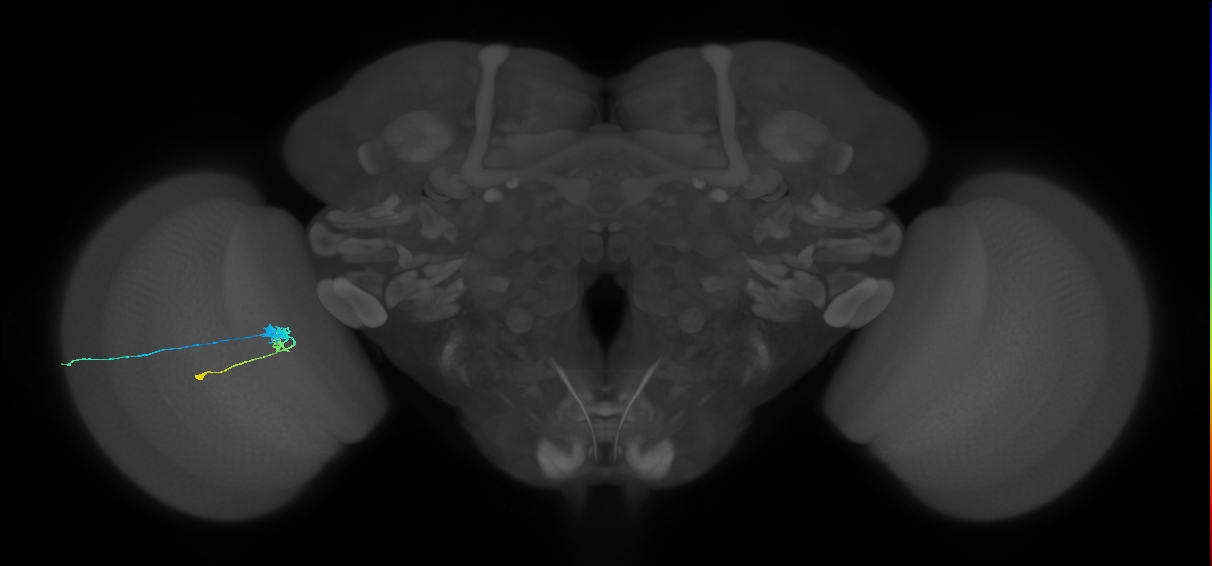 C3_L (MaleCNS:532088)