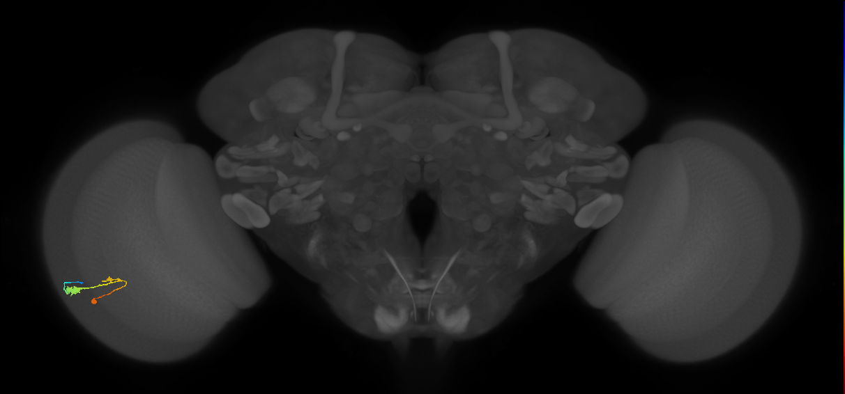 C3_L (MaleCNS:534095)