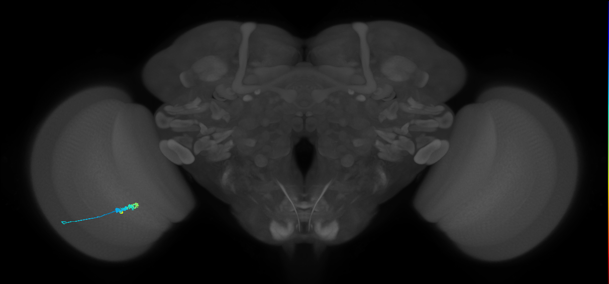 C3_L (MaleCNS:74564)
