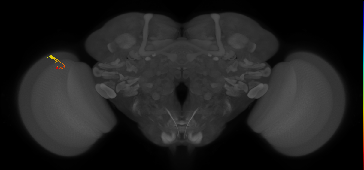 C3_L (MaleCNS:69843)