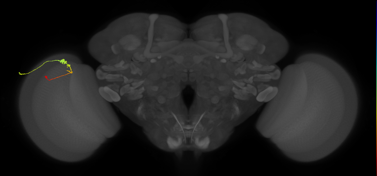 C3_L (MaleCNS:62963)