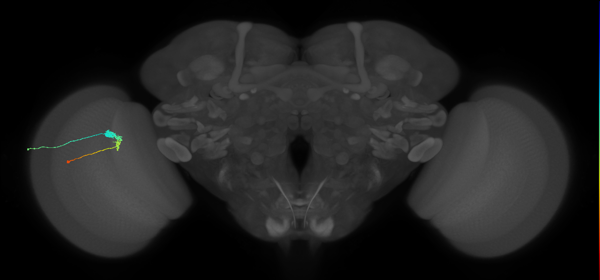 C3_L (MaleCNS:103488)