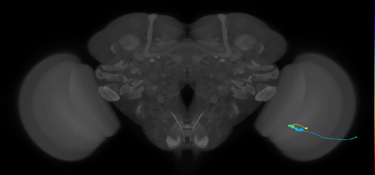 C3_R (MaleCNS:65447)