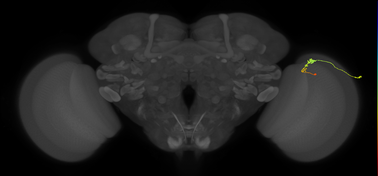 C3_R (MaleCNS:68835)