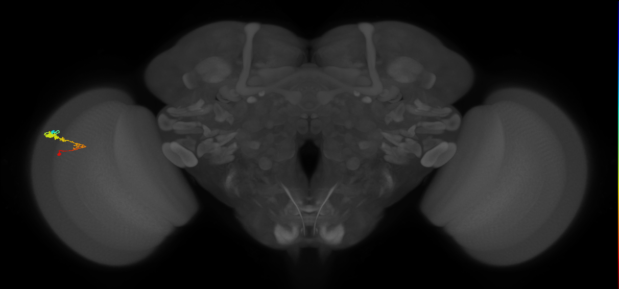 C3_L (MaleCNS:534086)