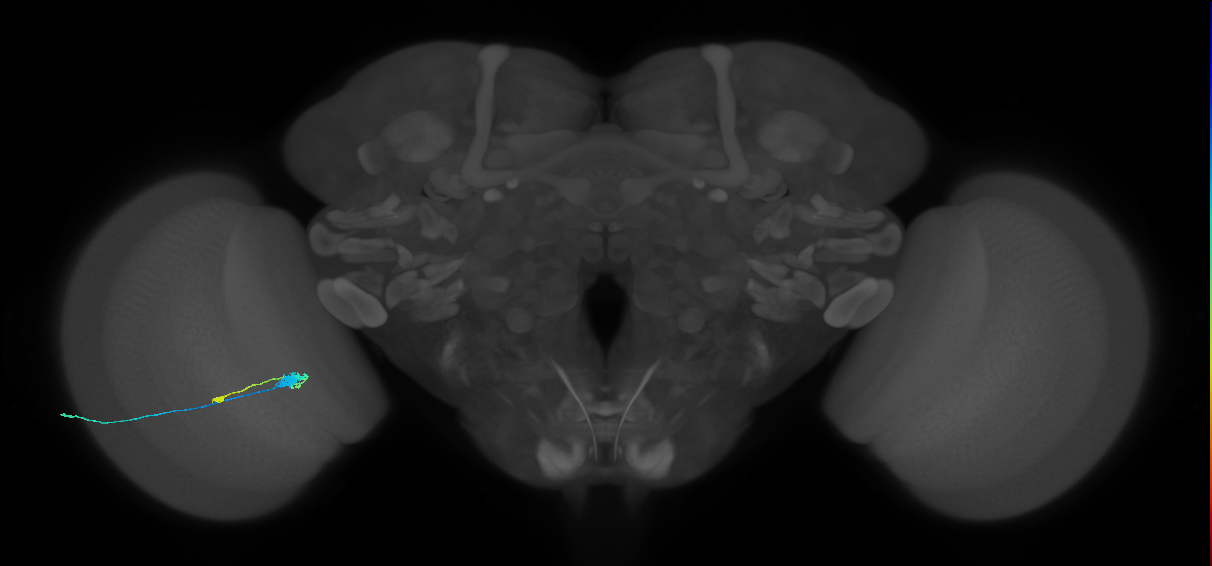 C3_L (MaleCNS:74002)