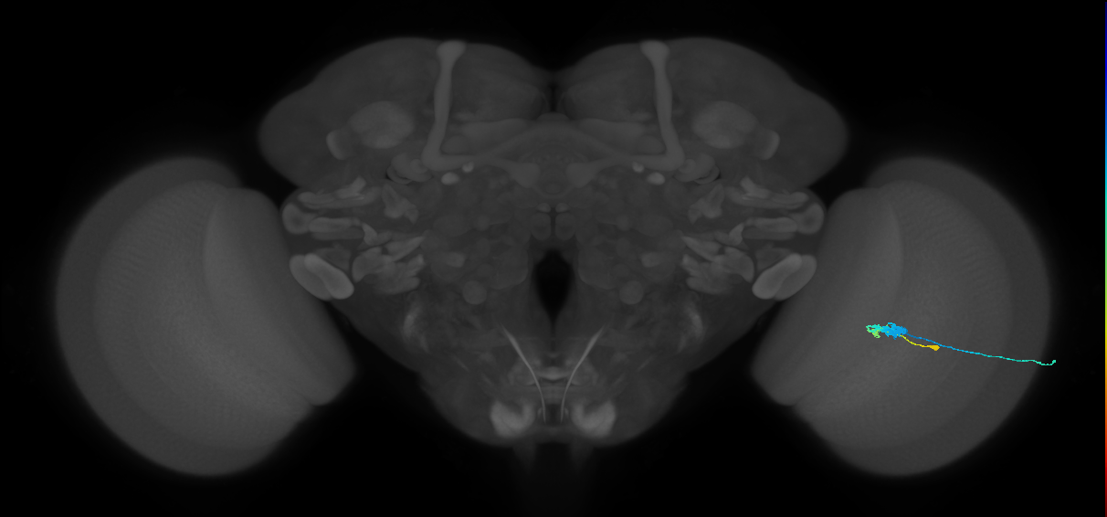 C3_R (MaleCNS:55038)