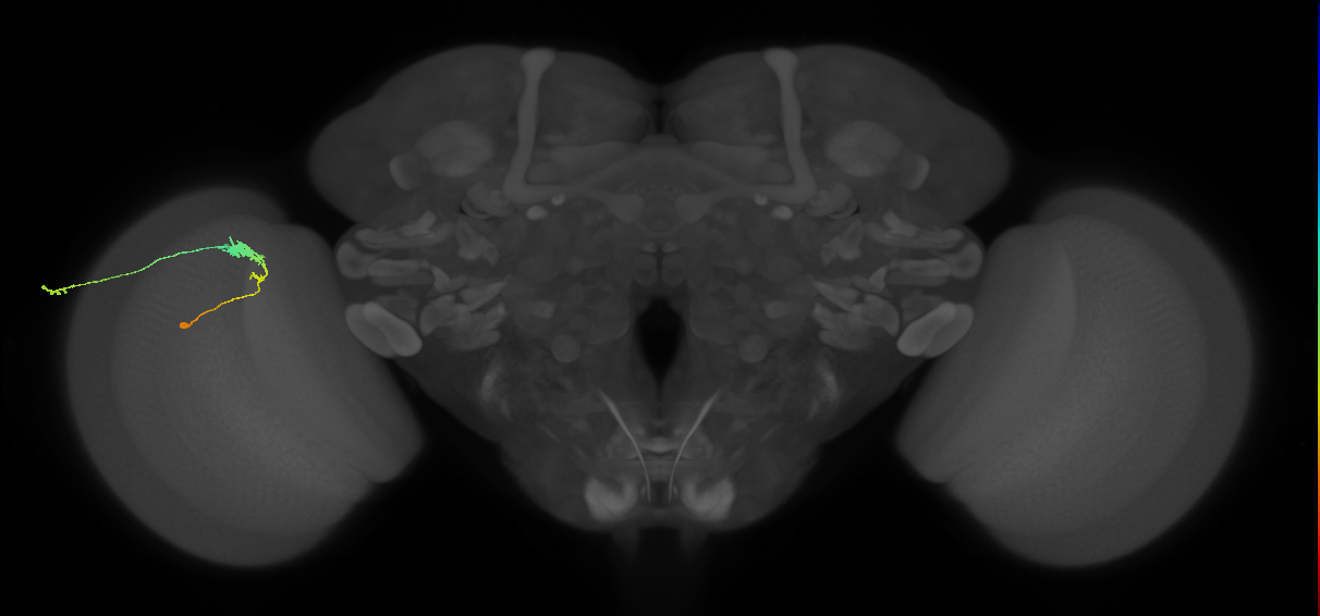 C3_L (MaleCNS:536458)
