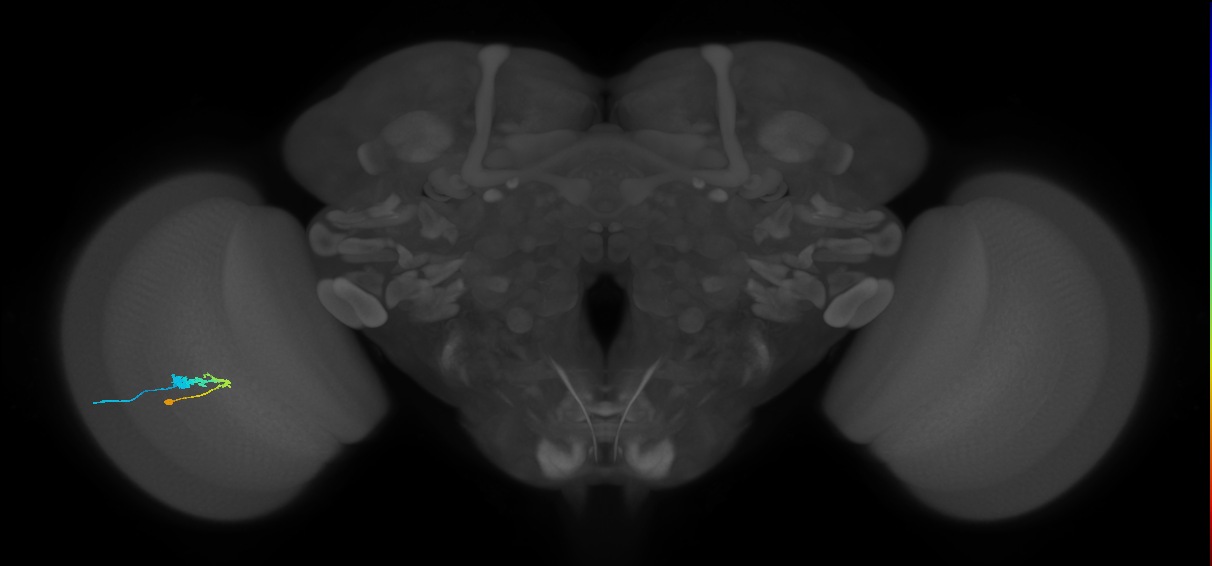 C3_L (MaleCNS:530539)
