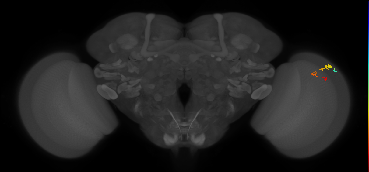 C3_R (MaleCNS:54660)