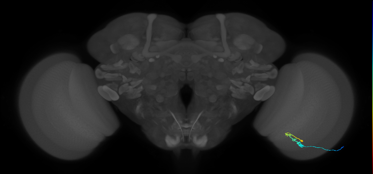 C3_R (MaleCNS:58008)