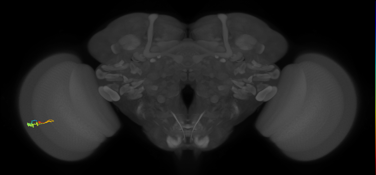 C3_L (MaleCNS:51174)
