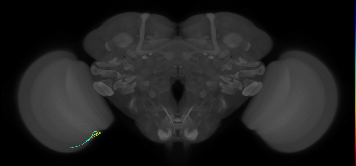 C3_L (MaleCNS:117279)