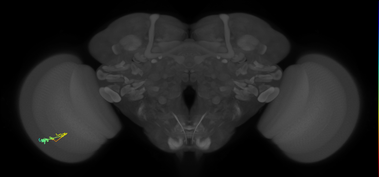 C3_L (MaleCNS:58432)