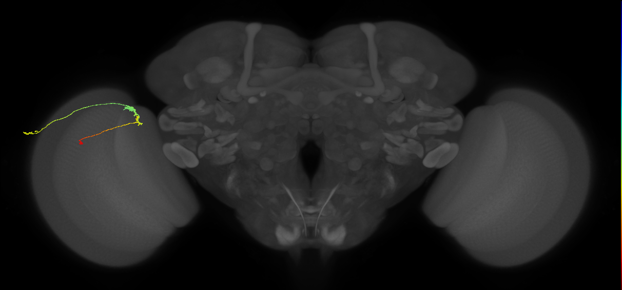 C3_L (MaleCNS:82825)