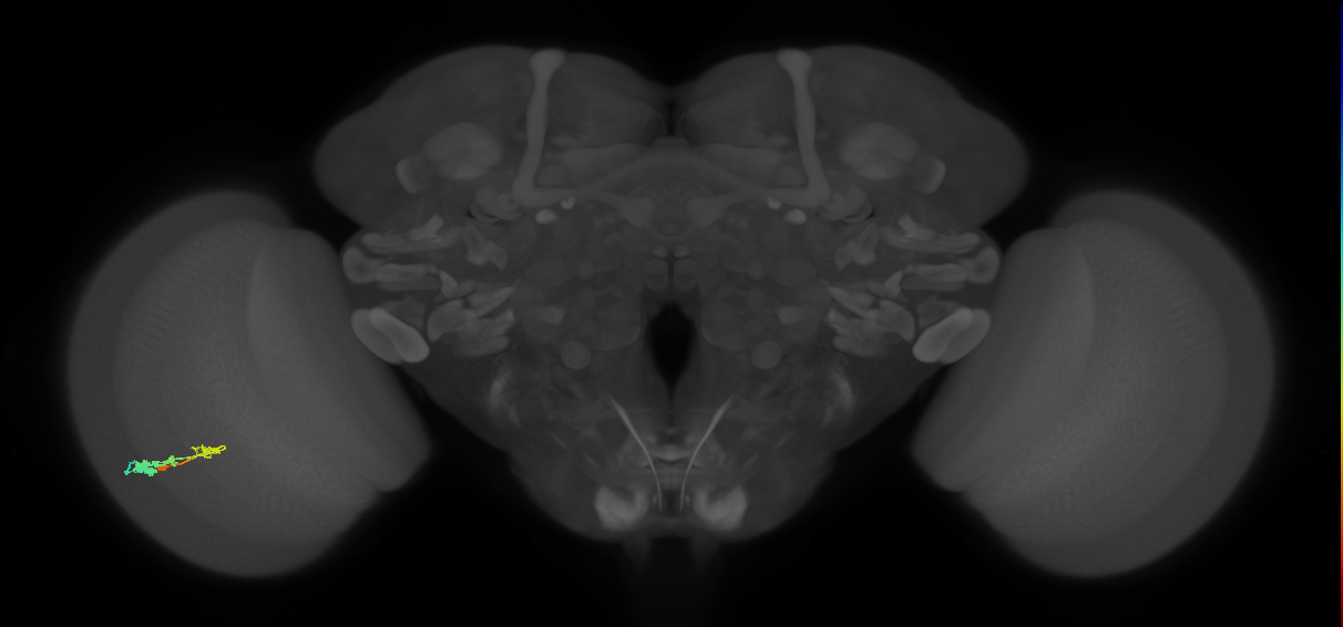 C3_L (MaleCNS:51927)