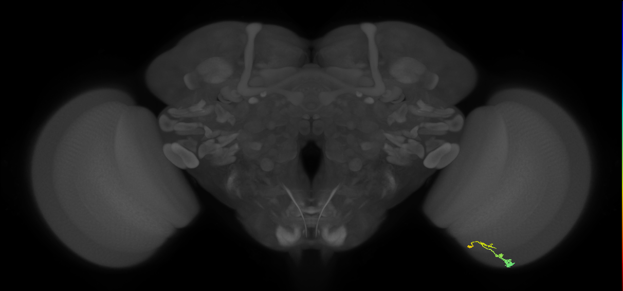 C3_R (MaleCNS:88365)