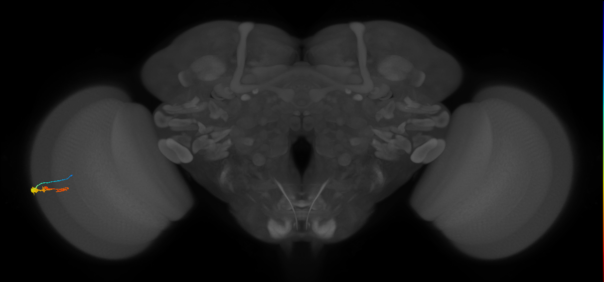 C3_L (MaleCNS:148850)