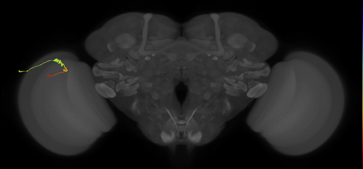 C3_L (MaleCNS:71650)