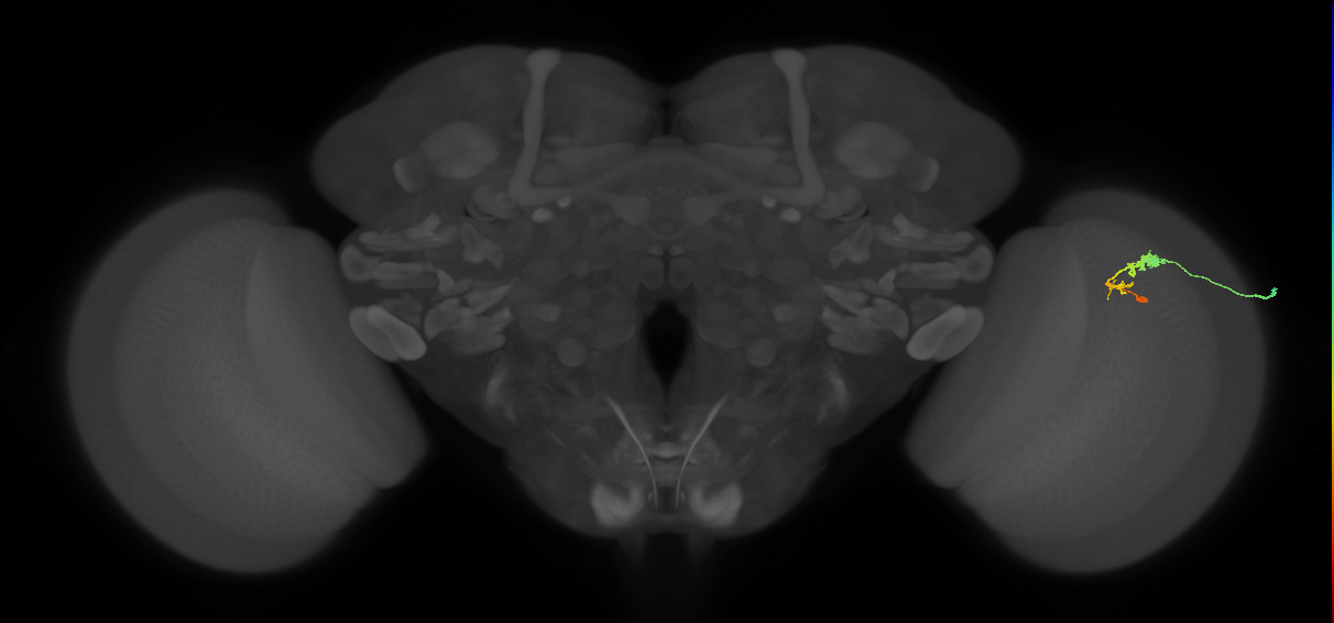 C3_R (MaleCNS:51232)