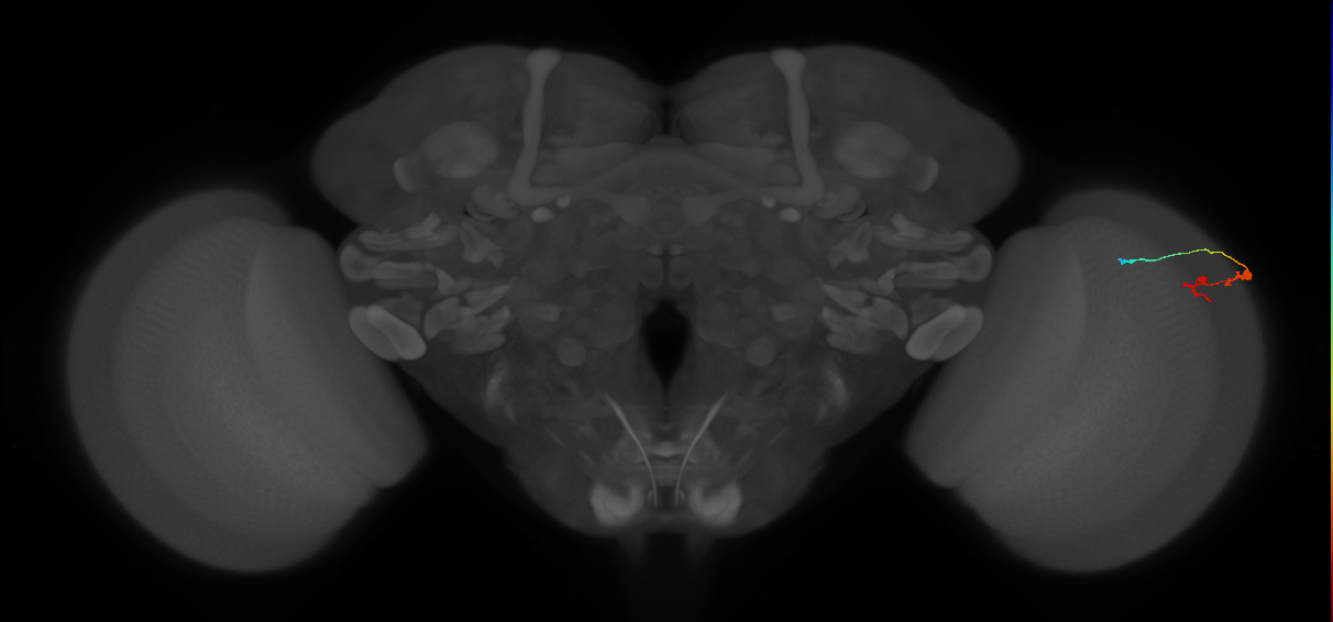 C3_R (MaleCNS:87302)
