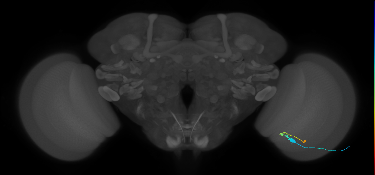 C3_R (MaleCNS:49428)