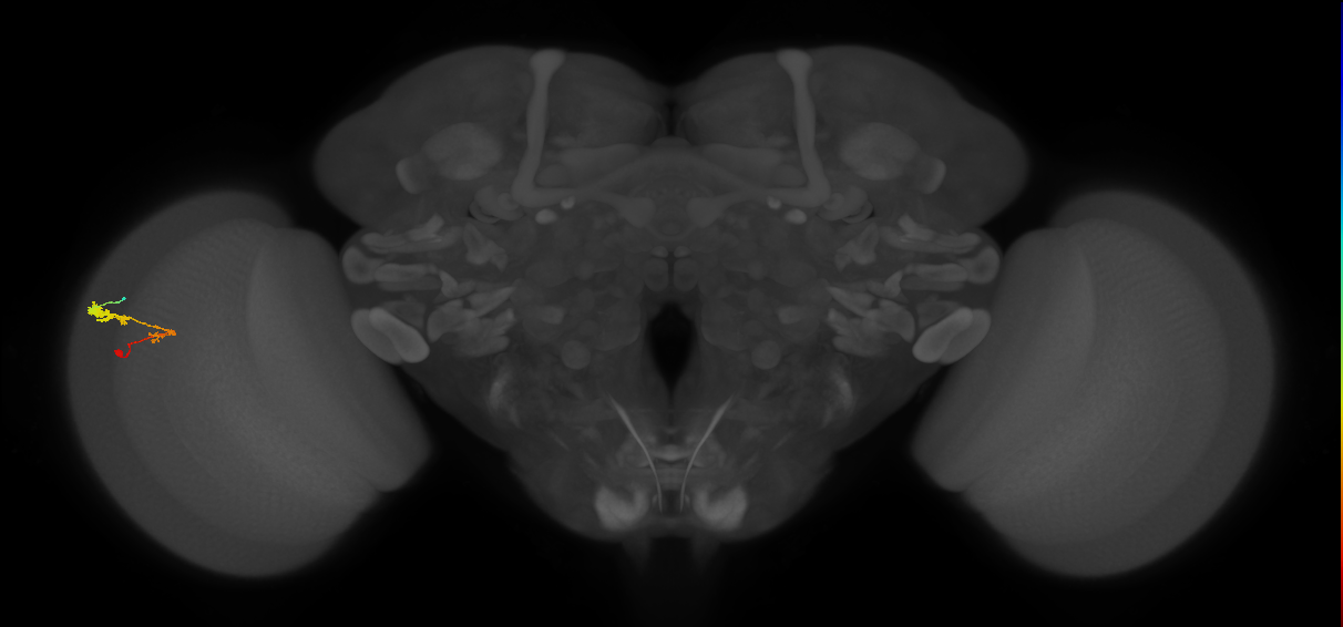 C3_L (MaleCNS:55821)