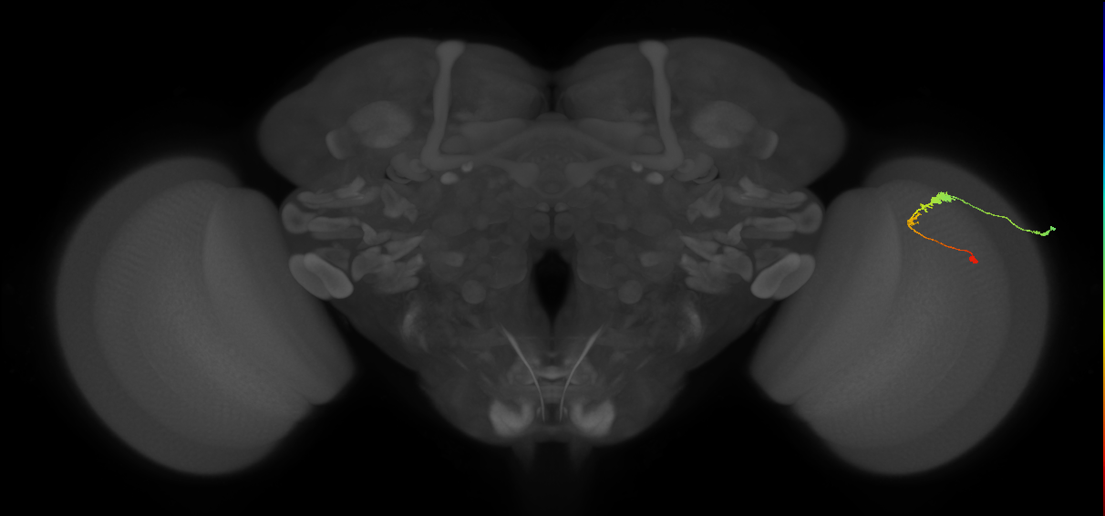 C3_R (MaleCNS:51504)