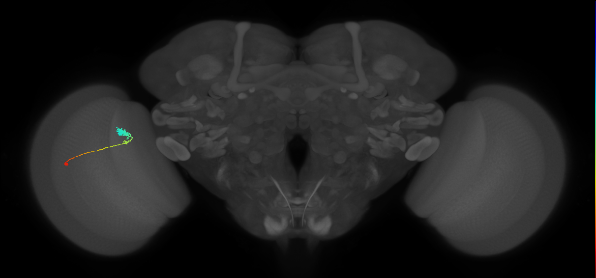C3_L (MaleCNS:63450)