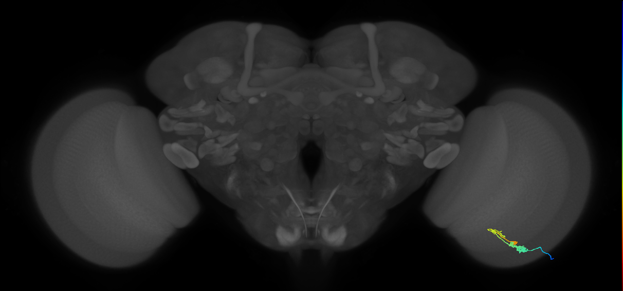 C3_R (MaleCNS:52788)