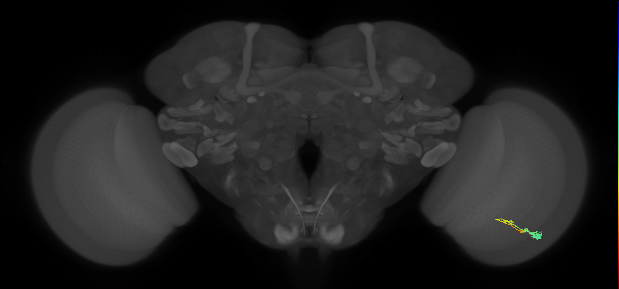 C3_R (MaleCNS:57097)