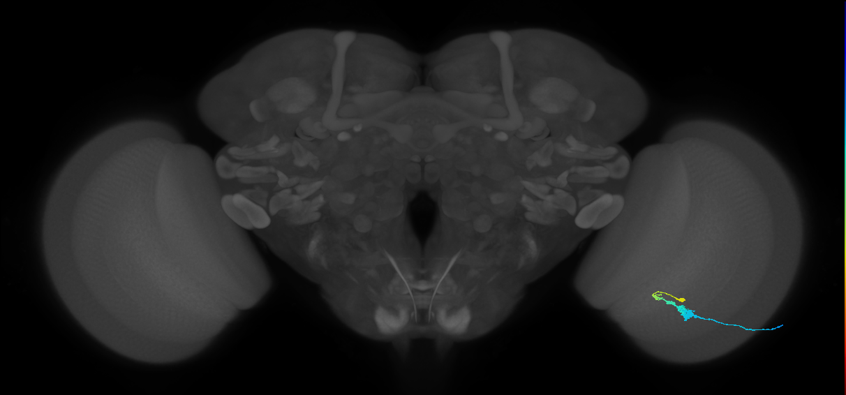 C3_R (MaleCNS:51298)