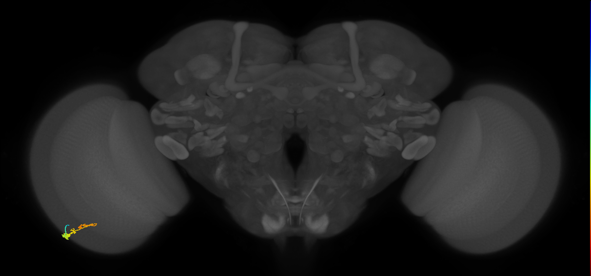 C3_L (MaleCNS:73887)
