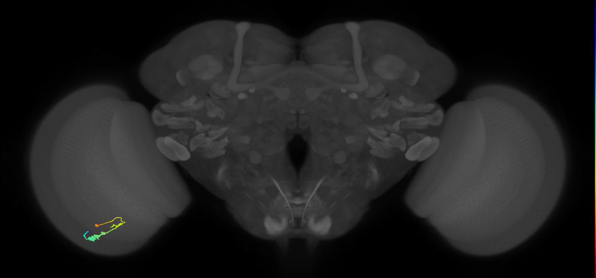 C3_L (MaleCNS:43238)
