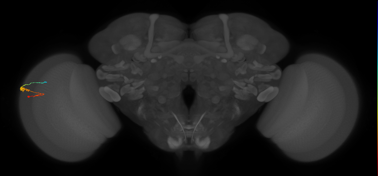 C3_L (MaleCNS:64803)