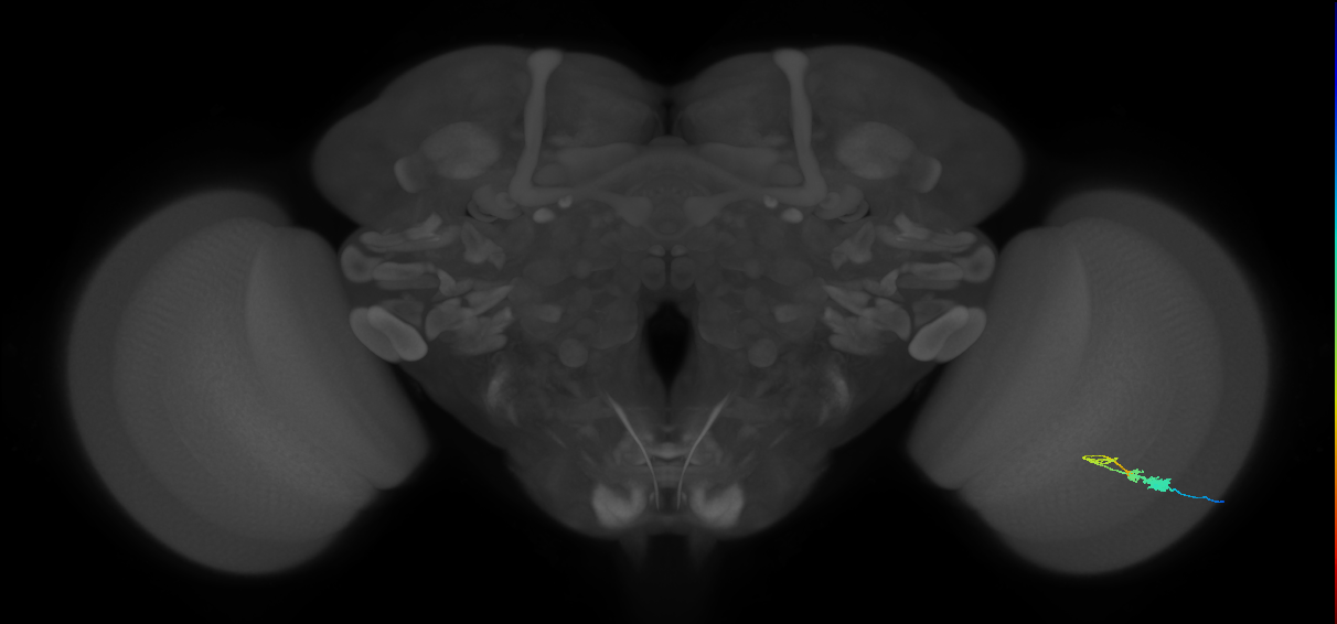 C3_R (MaleCNS:60138)