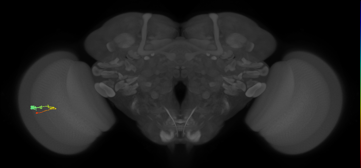 C3_L (MaleCNS:61406)