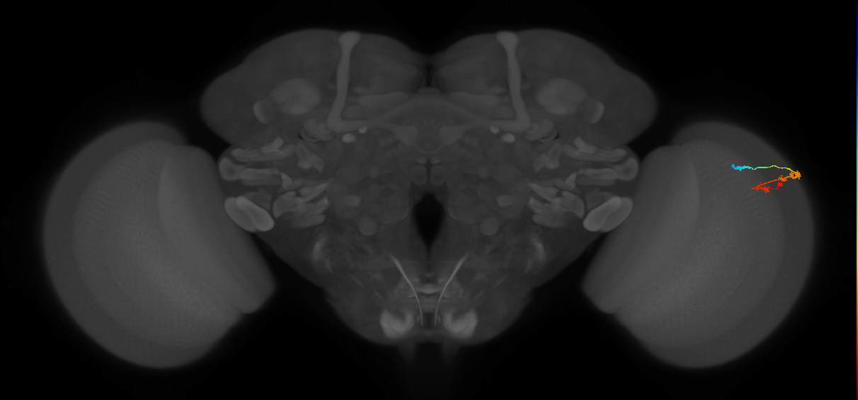 C3_R (MaleCNS:60615)