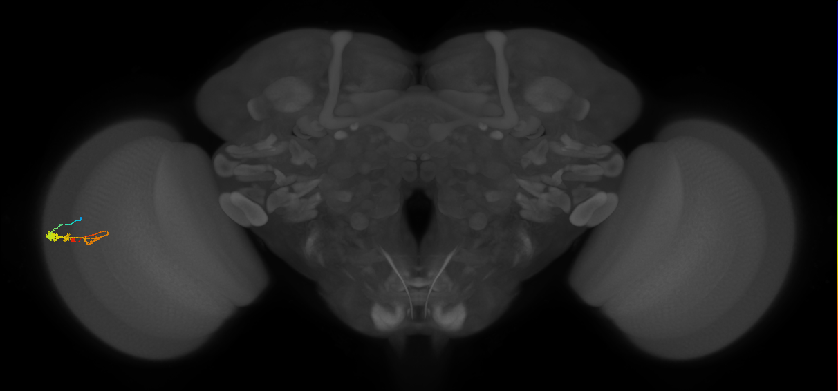 C3_L (MaleCNS:87040)