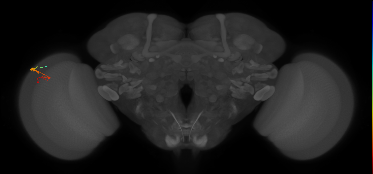 C3_L (MaleCNS:65006)