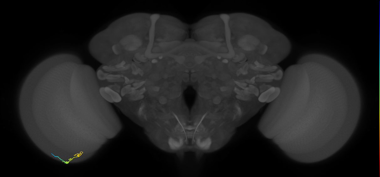 C3_L (MaleCNS:124044)