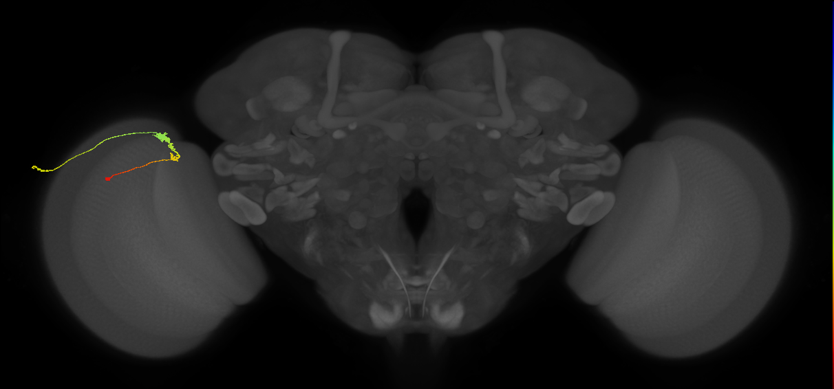 C3_L (MaleCNS:73620)