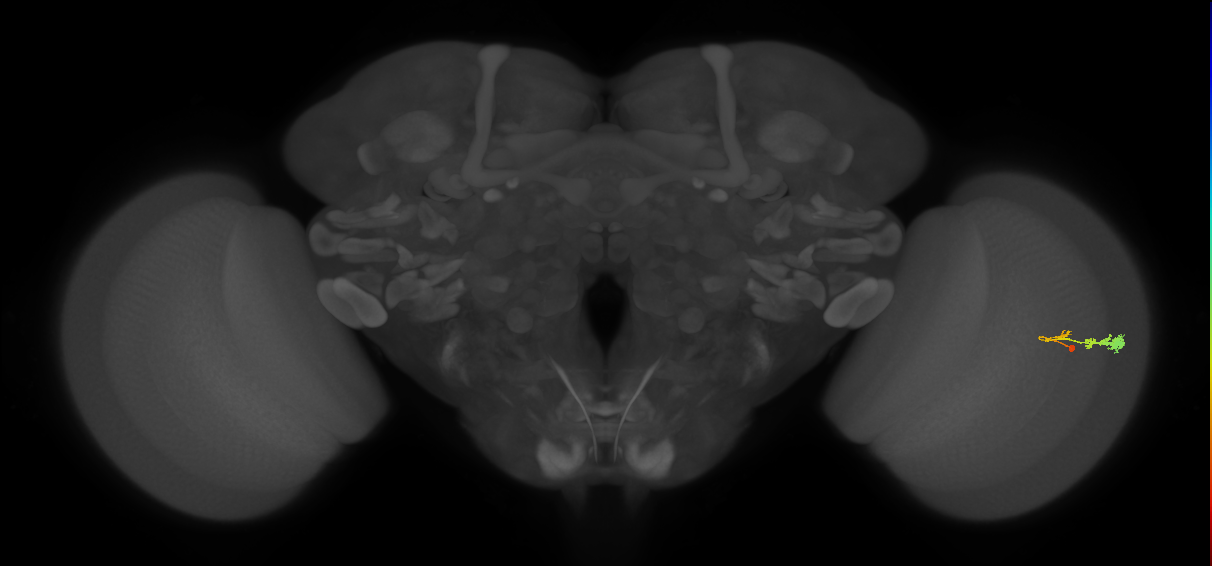 C3_R (MaleCNS:57939)