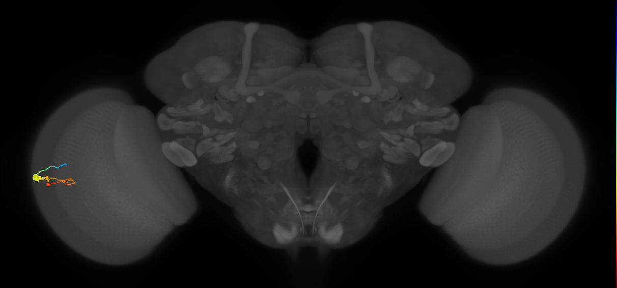 C3_L (MaleCNS:105352)
